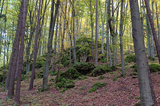 Naturpark Hirschwald: Frühlingswanderung zum Scharfenberg