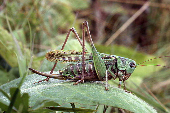 Naturpark Hirschwald: Der Warzenbeißer und sein Lebensraum