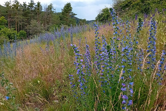 Naturpark Hirschwald: Artenreiche Kulturlandschaft bei Schmidmühlen