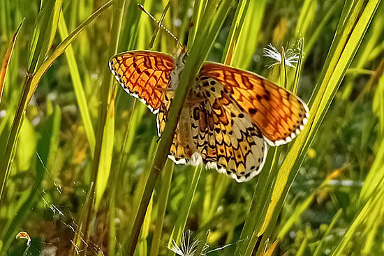 Sommernachtswanderung im Lauterachtal