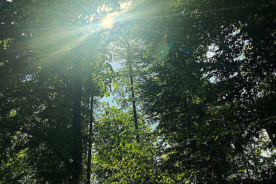 Der Wald im Wechsel der Jahreszeiten - Sommer