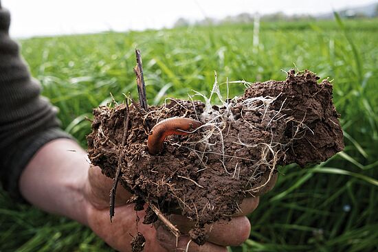 Anhaltende feuchte im Acker - Bedeutung für Bodenökologie und Pflanzebau