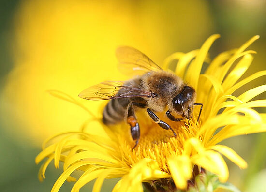 Das Leben und Wirken von Bienen