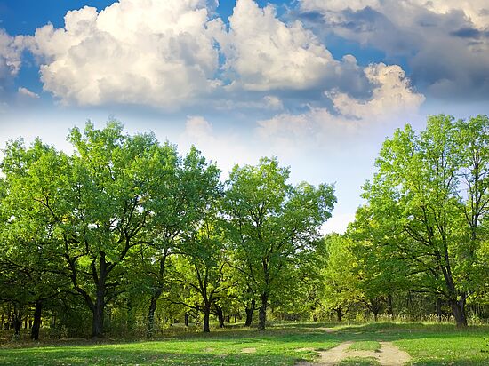 Der Wald im Wechsel der Jahreszeiten - Sommer