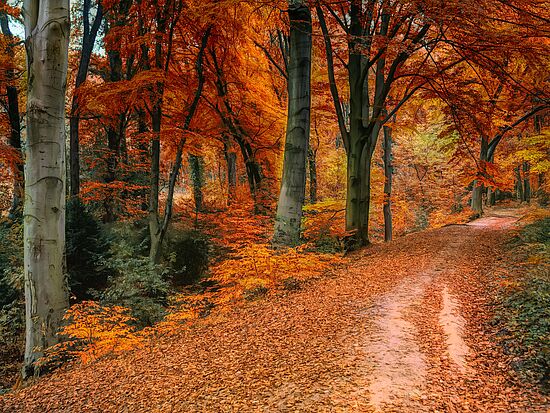 Der Wald im Wechsel der Jahreszeiten - Herbst