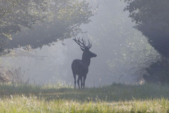 Wildtierführung zu den Wildwochen