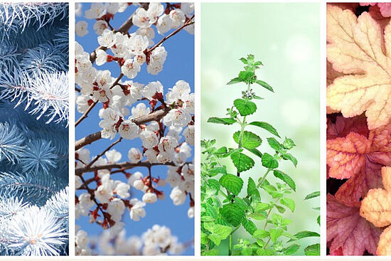 Vier Jahreszeiten - vier Kräuterwelten