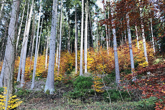 Der Wald im Wechsel der Jahreszeiten - Herbst