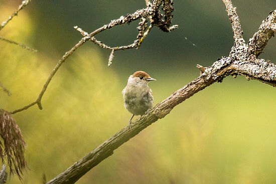 Naturpark Hirschwald: Vogelstimmenwanderung auf dem Wacholderwanderweg