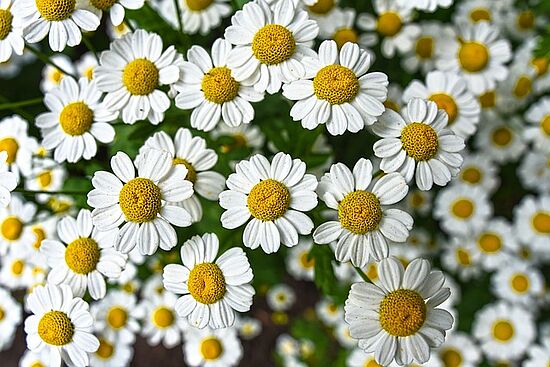 Blumen