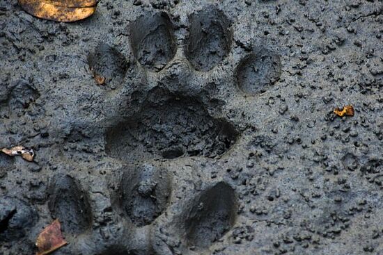Auf den Spuren unserer unsichtbaren tierischen Nachbarn